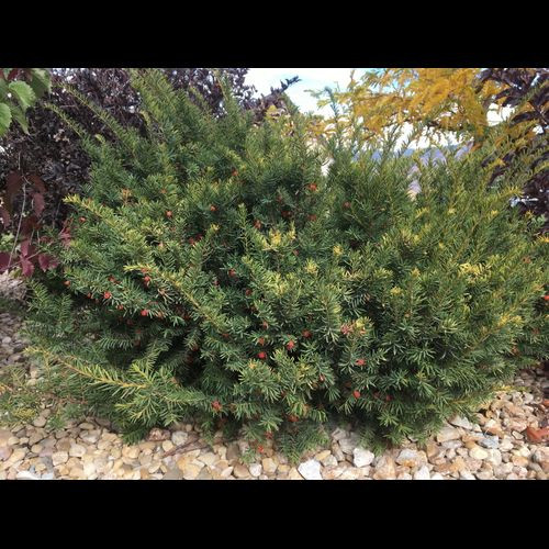 Taxus' Emerald Spreader Yew