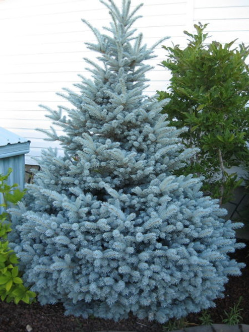 Picea' Montgomery Spruce Tree,