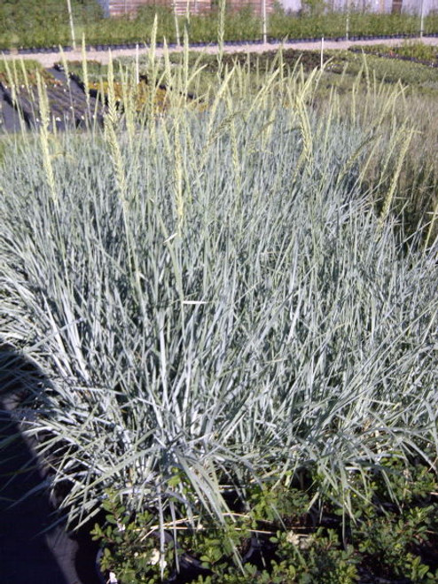 Leymus' Blue Dune Lyme Grass