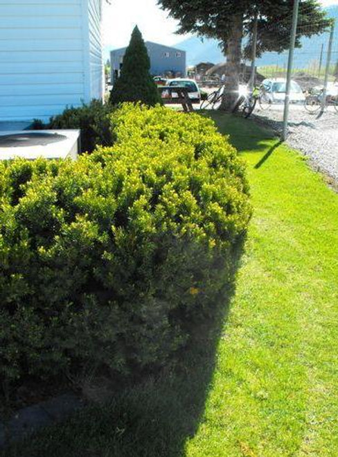 Taxus' Hick's Yew Evergreen