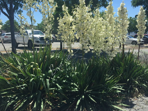 Yucca' Yucca Adams Needle