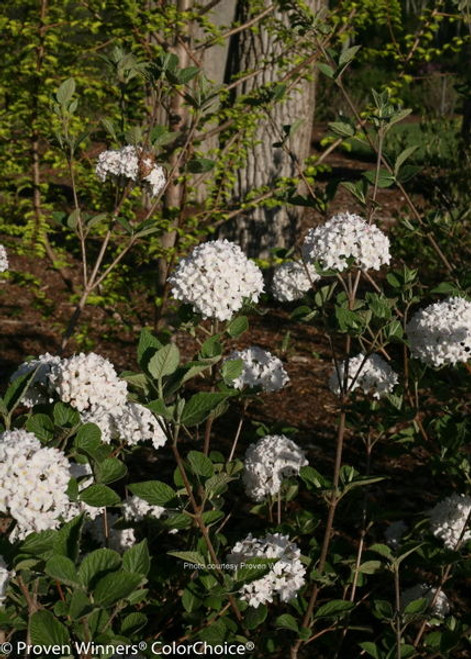 Viburnum' Spice Baby Korean Spice