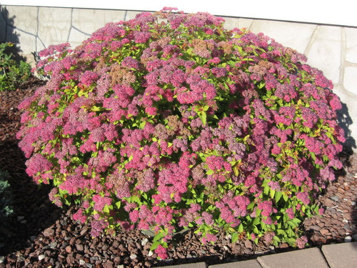 Spiraea' Magic Carpet