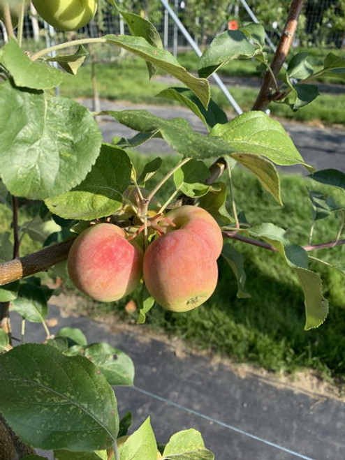 Malus' Gloria Apple Tree