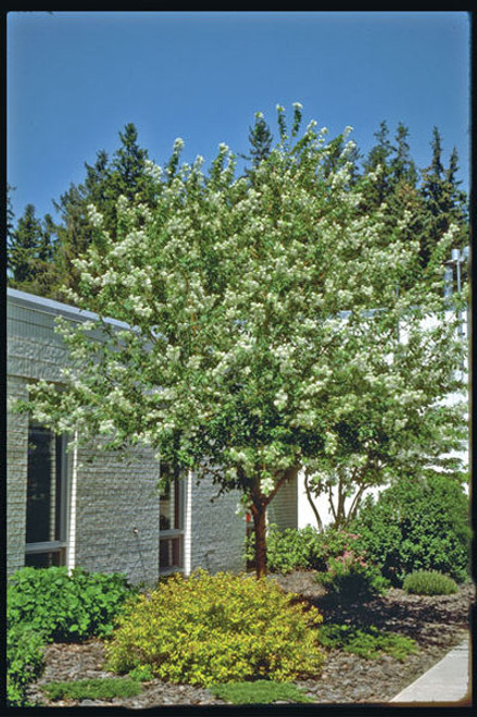 Prunus' Amur Cherry Tree