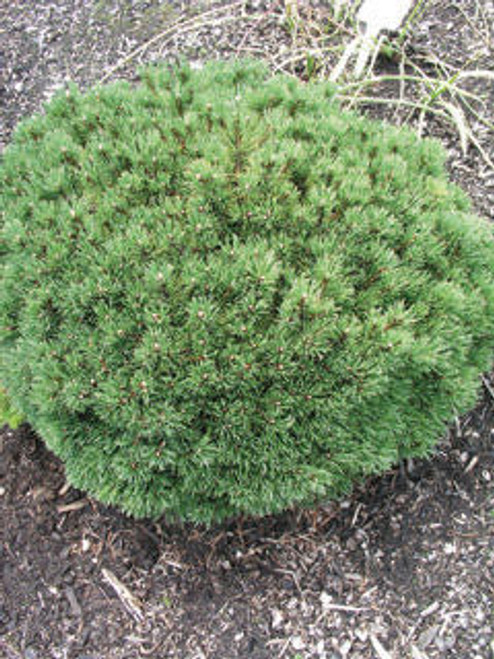 Pinus' Mitsch Mini Mugo Pine