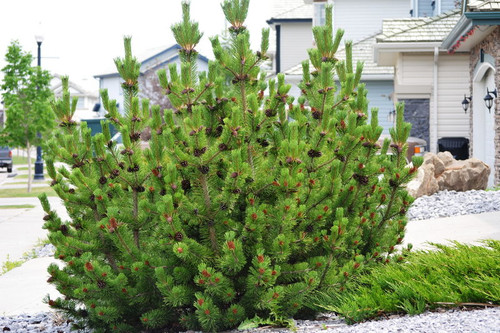 Pinus' Mugo Pine