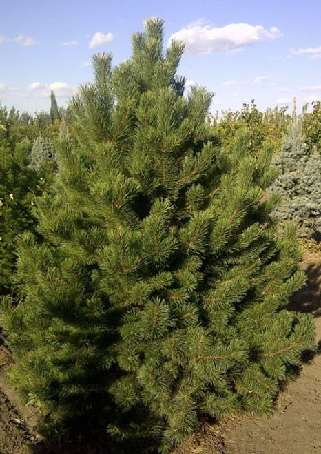 Pinus' Mountain Pine Tree