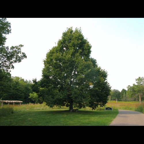 Tillia' Redmond Linden Tree