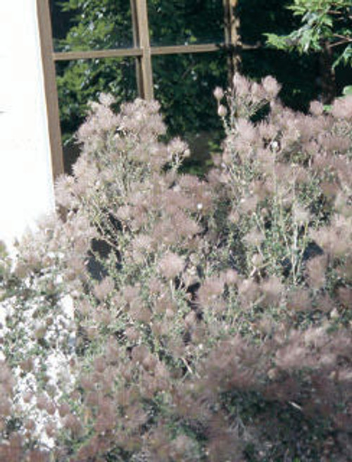 Fallugia' Apache Plume