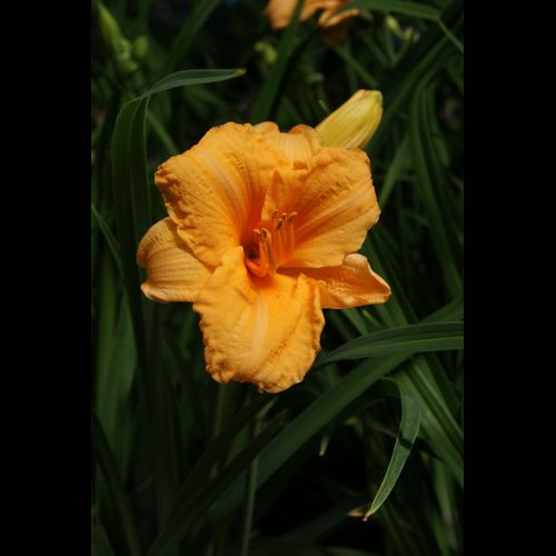 Hemerocallis' Endlessly Orange