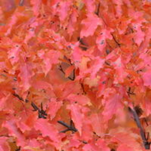 Acer' Amur Maple
