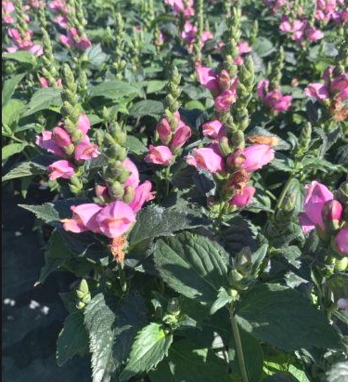 Chelone' Tiny Tortuga Turtlehead