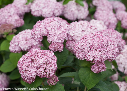 Hydrangea' Incrediball Blush