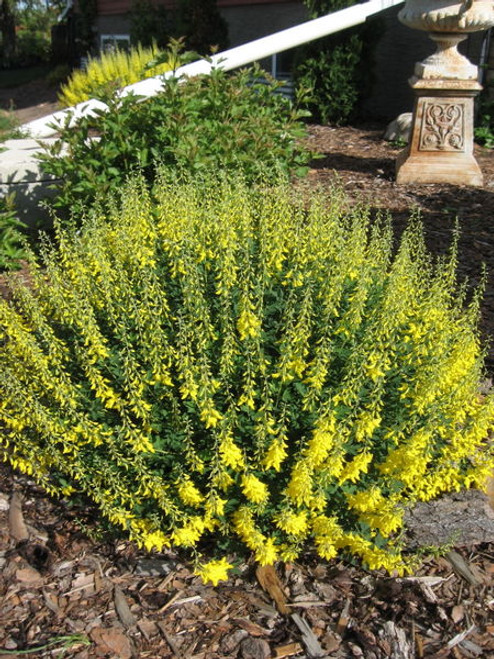 Cytisus' Spike Broom