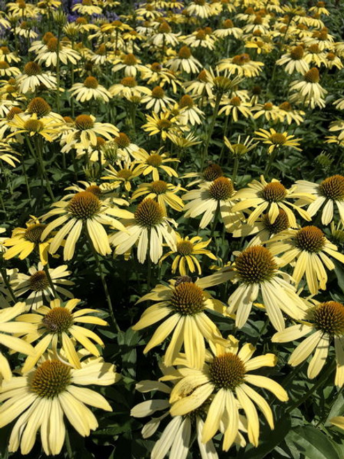 Echinacea' Cleopatra Coneflower