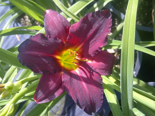 Hemerocallis' Pardon Me Daylily