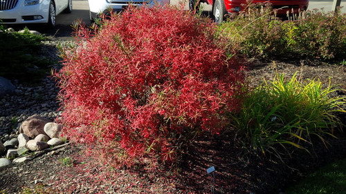 Euonymus' Dwarf Turkestan Burning