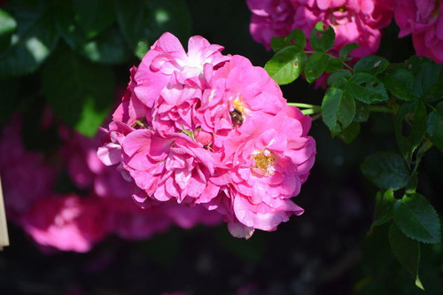 Rosa' John Cabot Rose