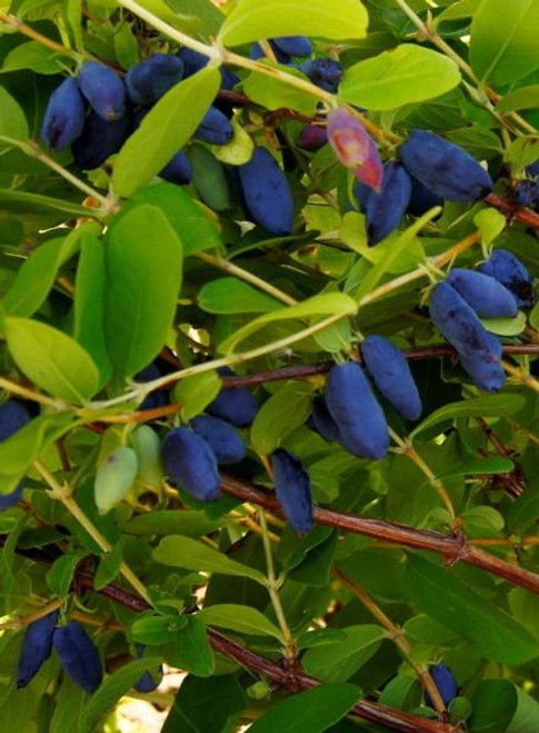 Lonicera' Honey Bee Honeyberry (Haskap)