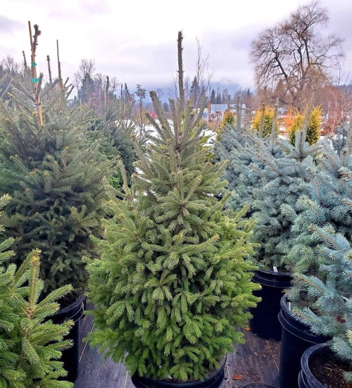 Picea' "Montrose Charm" Spruce Live Potted Christmas Tree