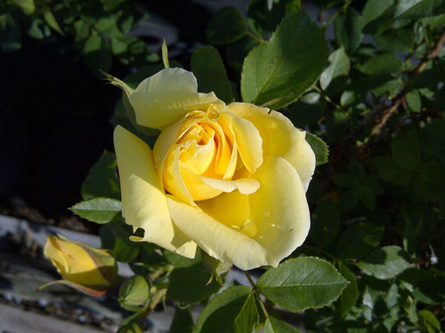Rosa' Easy El.® High Voltage Rose