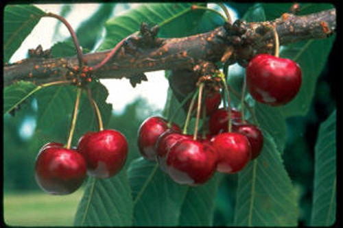 Prunus' SK Carmine Jewel Cherry