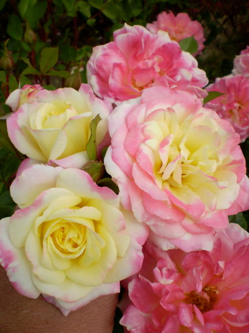 Rosa' Easy El.® Music Box Rose
