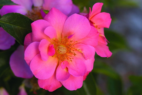 Rosa' Easy El.® All the Rage Rose