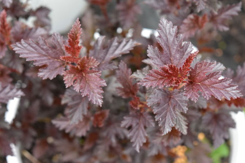 Physocarpus' Panther® Ninebark