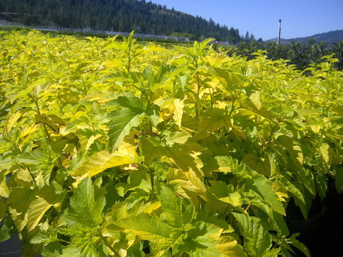 Physocarpus' Lemon Candy Ninebark