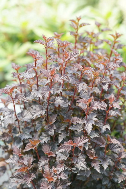 Physocarpus' Summer Wine® Black Ninebark