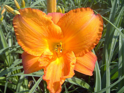 Hemerocallis' My Reggae Tiger Daylily