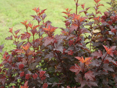 Physocarpus' Ginger Wine™ Ninebark