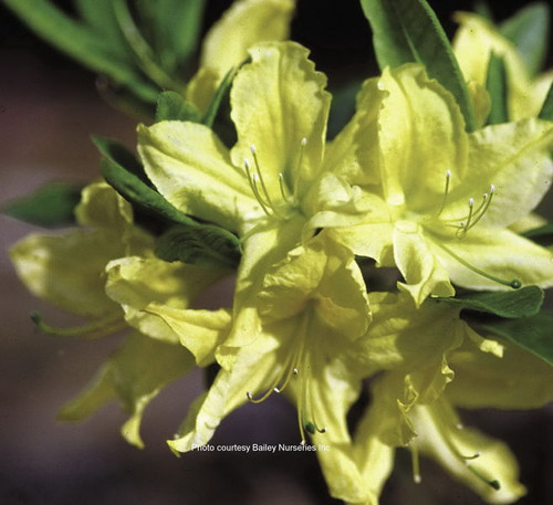 Rhododendron' Lemon Lights Azalea