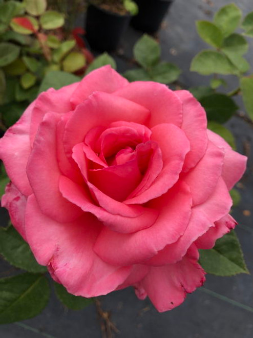 Rosa' Canada Blooms™ Rose