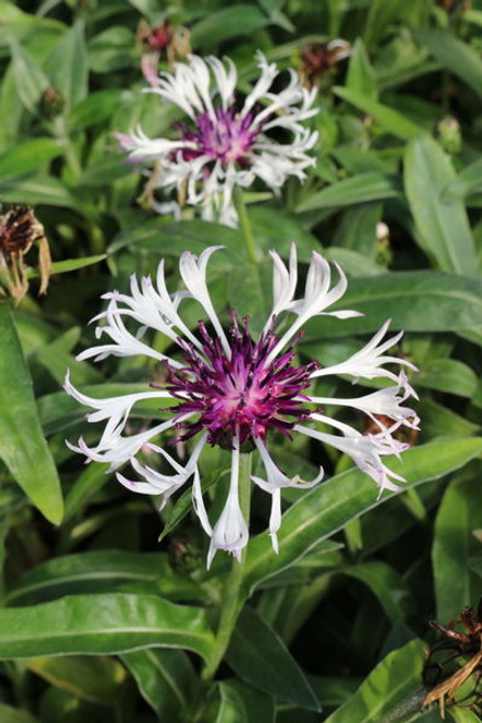 Centaurea' Amethyst in Snow Cornflower