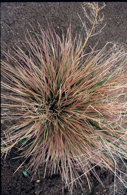Deschampsia' Bronzed Tuffed Hair Grass