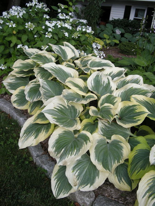Hosta' Victory