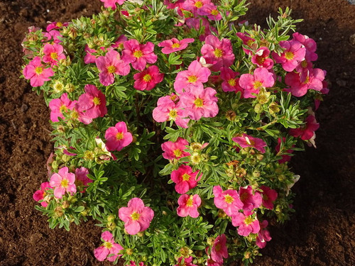 Potentilla' Bella Bellissima™