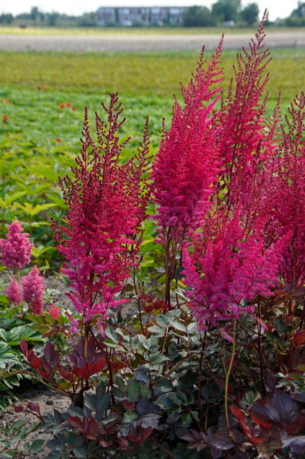 Astilbe' Mighty Chocolate Cherry