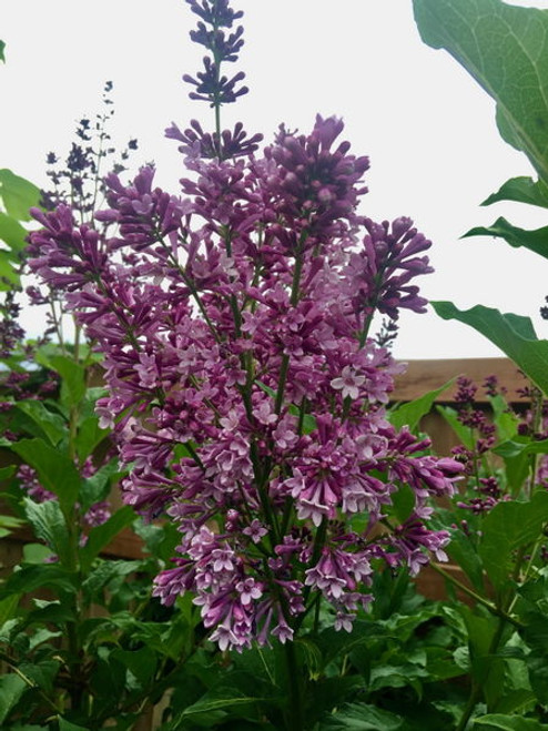 Syringa' Royalty Preston Lilac