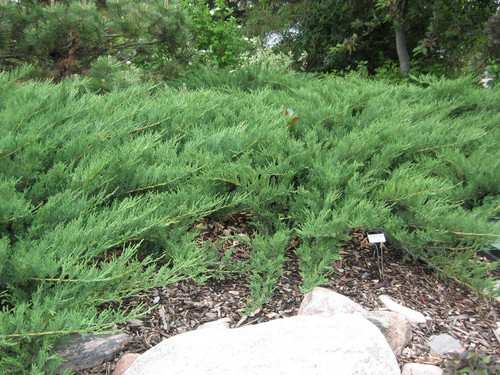 Juniperus' Blue Danube Juniper