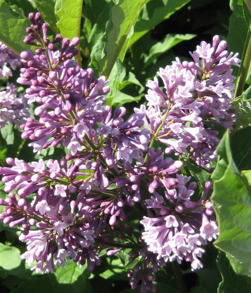Syringa' Donald Wyman Lilac