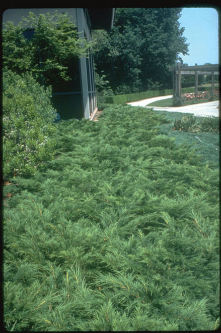 Juniperus' Tamarix Juniper
