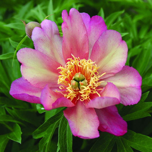 Paeonia' Julia Rose Itoh Peony