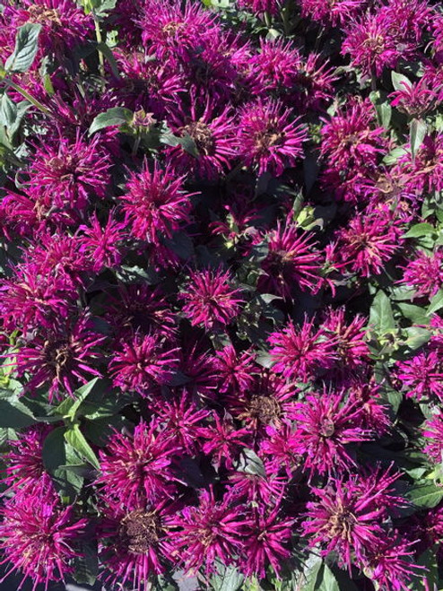 Monarda' Balmy™ Purple Bee Balm