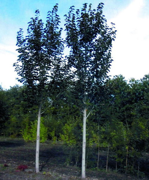 Tilia'True North American™ Linden Tree