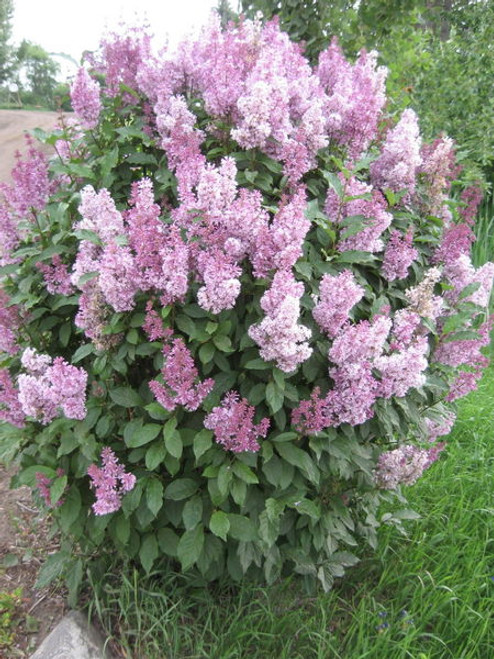 Syringa' Minuet Lilac