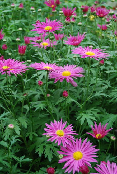 Tanacetum' Robinson's Red Painted Daisy